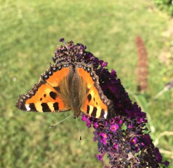 Hagaborg Bed & Breakfast