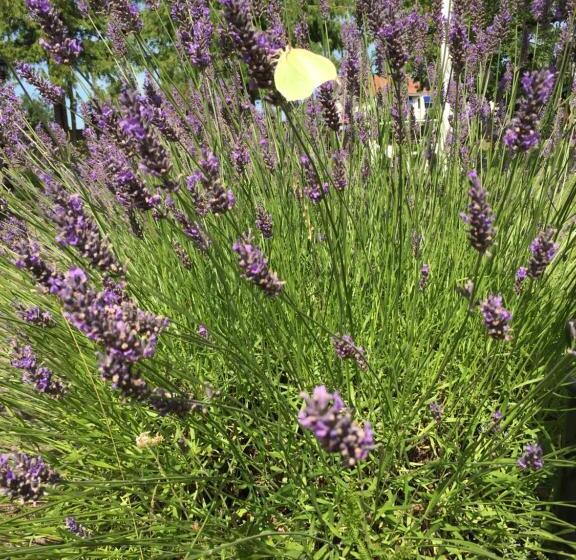 Hagaborg Bed & Breakfast