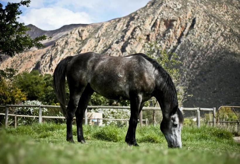 住宿加早餐  Aasvoelkrans Guest Farm