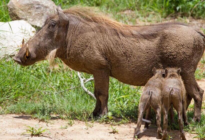 Mjejane Bush Camp By Dream Resorts