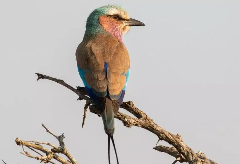 Mjejane Bush Camp By Dream Resorts