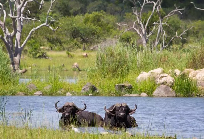 Mjejane Bush Camp By Dream Resorts