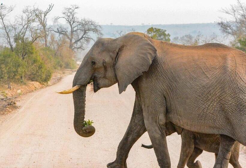 Mjejane Bush Camp By Dream Resorts