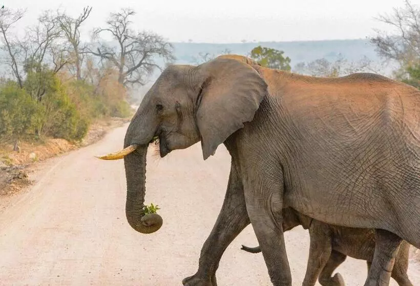 Mjejane Bush Camp By Dream Resorts