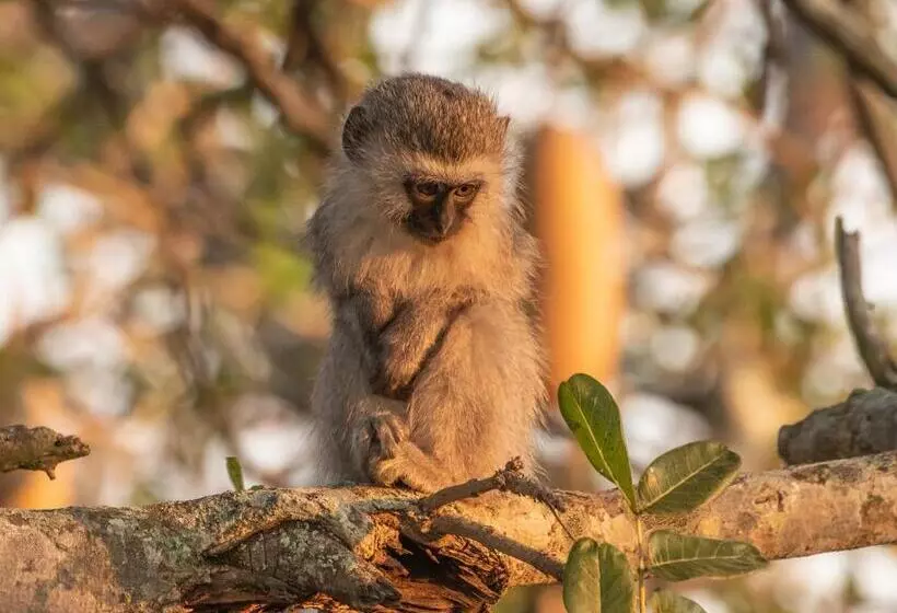 Mjejane Bush Camp By Dream Resorts