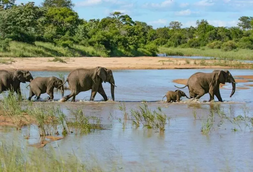 Mjejane Bush Camp By Dream Resorts