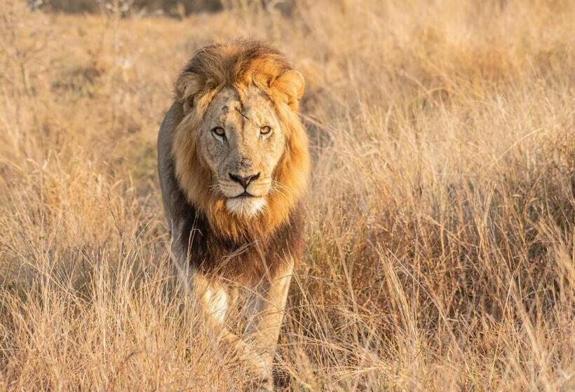 Mjejane Bush Camp By Dream Resorts