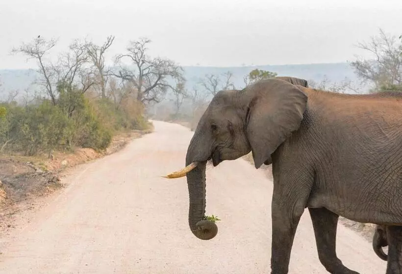 Mjejane Bush Camp By Dream Resorts