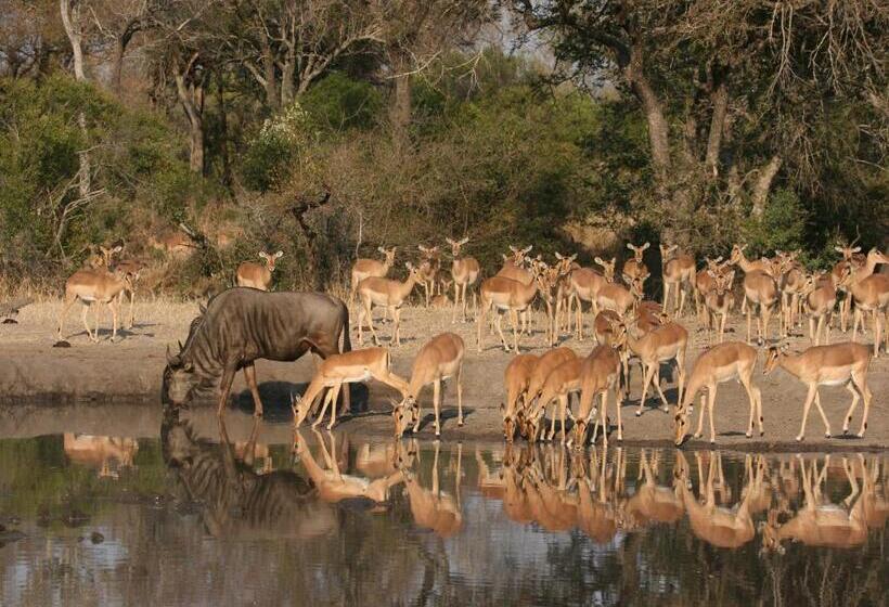 Mjejane Bush Camp By Dream Resorts