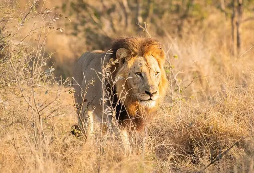 Mjejane Bush Camp By Dream Resorts