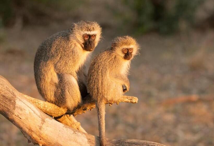 Mjejane Bush Camp By Dream Resorts