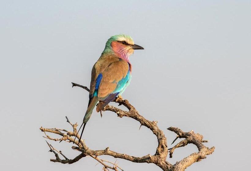 Mjejane Bush Camp By Dream Resorts