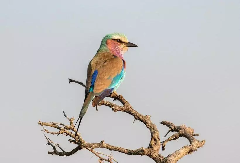 Mjejane Bush Camp By Dream Resorts