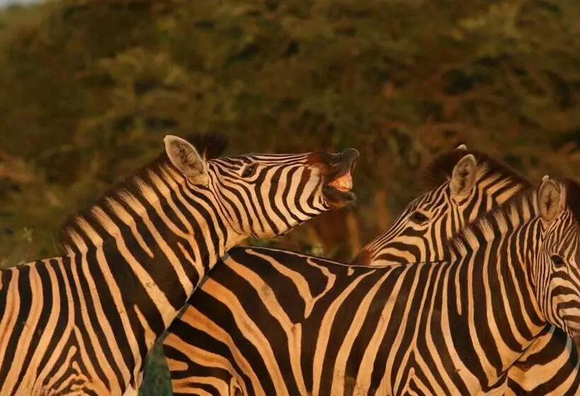 Mjejane Bush Camp By Dream Resorts