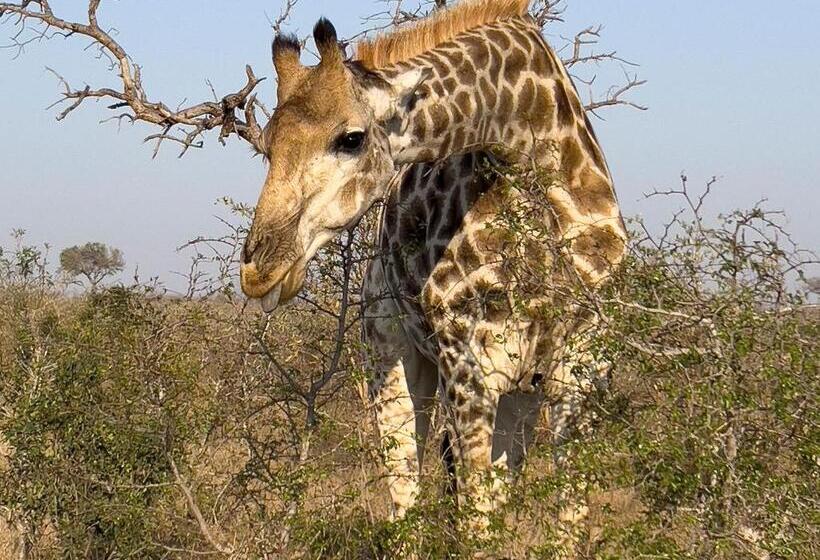 Mjejane Bush Camp By Dream Resorts