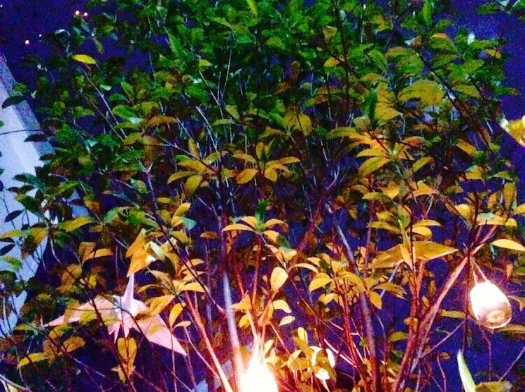 酒店 Papick Lodge   Hostel