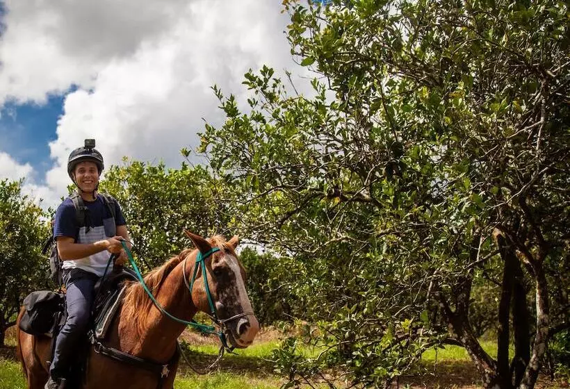 リゾートホテル Sleeping Giant Rainforest Lodge
