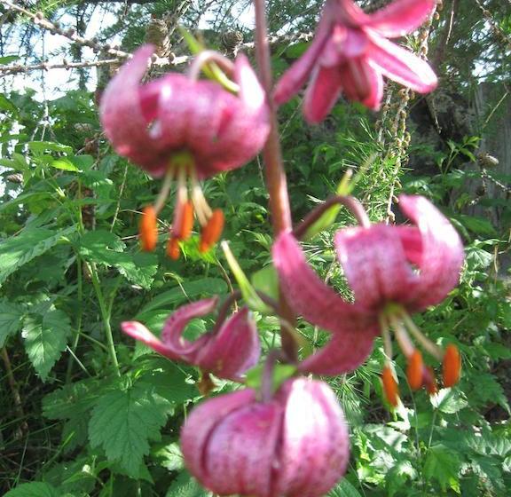 Rifugio Alpino L Ermitage  Hostel