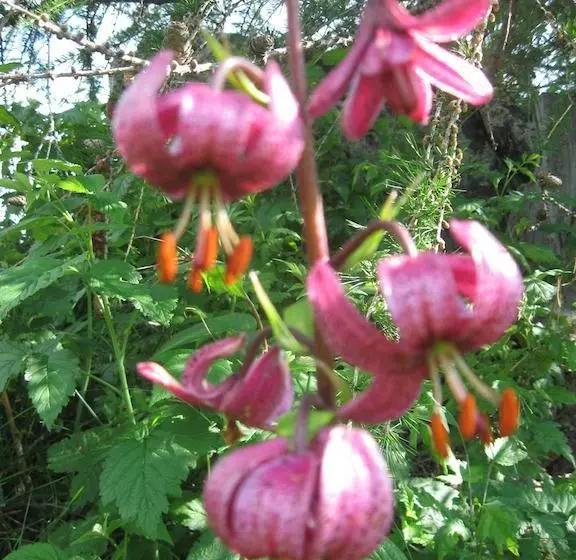 Rifugio Alpino L Ermitage  Hostel