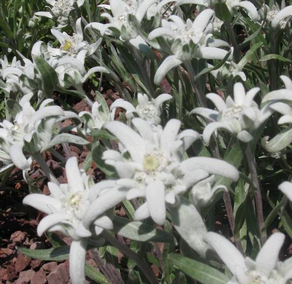 Rifugio Alpino L Ermitage  Hostel