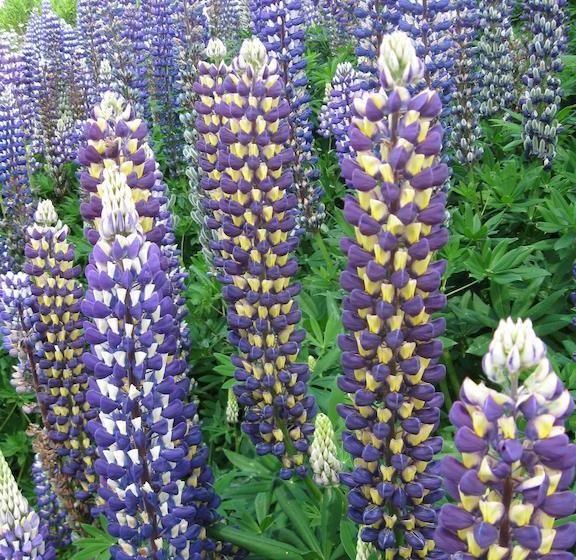 Rifugio Alpino L Ermitage  Hostel