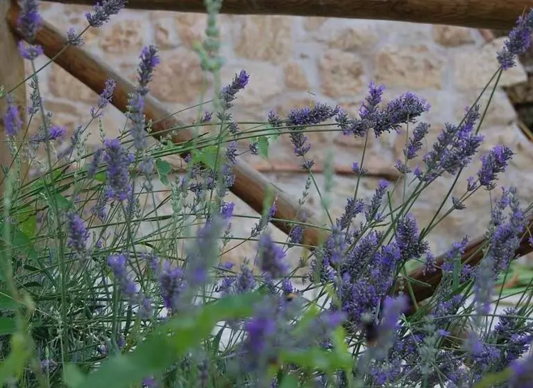 B&b L'usignolo