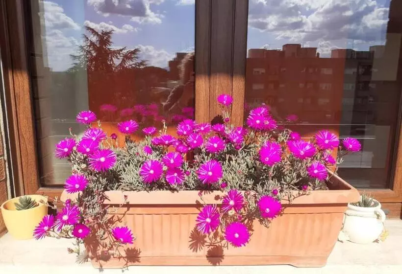 Aamiaismajoitus (B&B) L Orchidea Di Ale