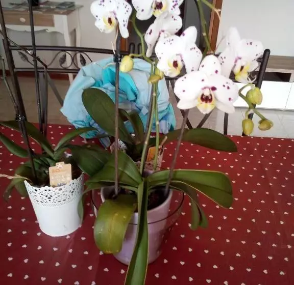 Aamiaismajoitus (B&B) L Orchidea Di Ale