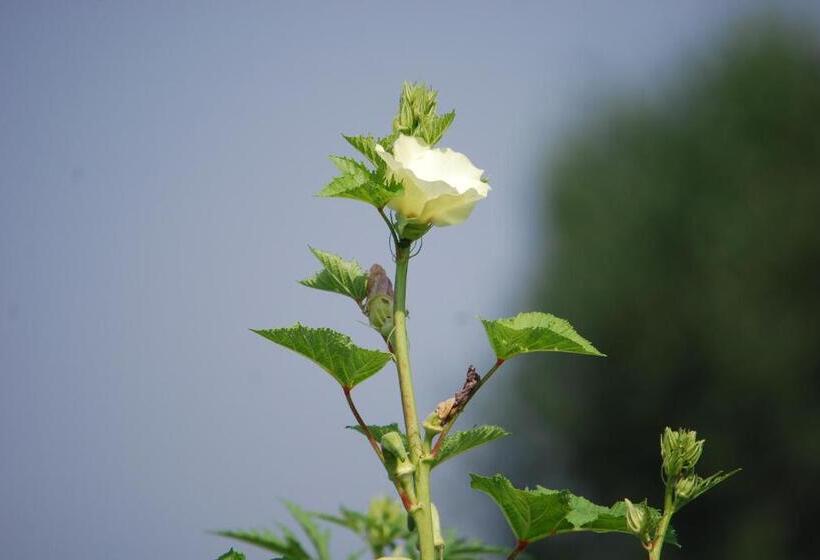 تختخواب و صبحانه Agriturismo Cascina Selva