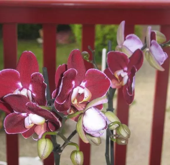 Hotelli Residence Bellevue