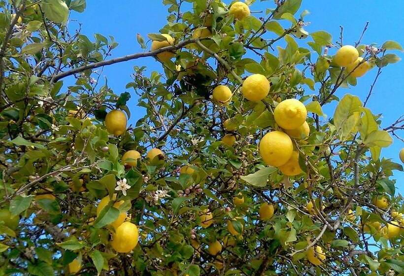 ホテル Valley Club Ibiza   Boutique Agroturismo