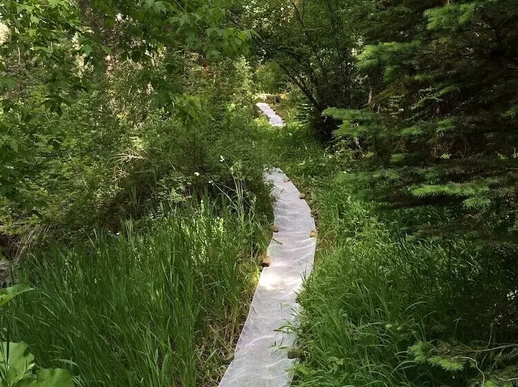 Treehouse By The Stream