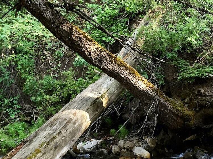 Treehouse By The Stream