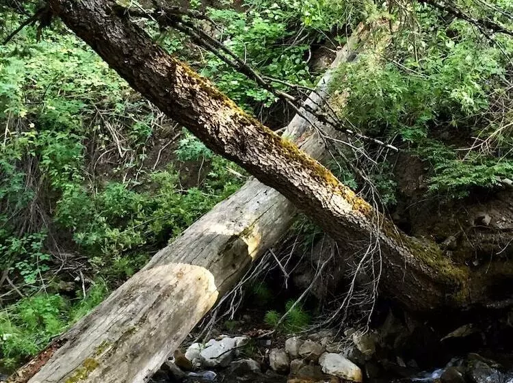 Treehouse By The Stream