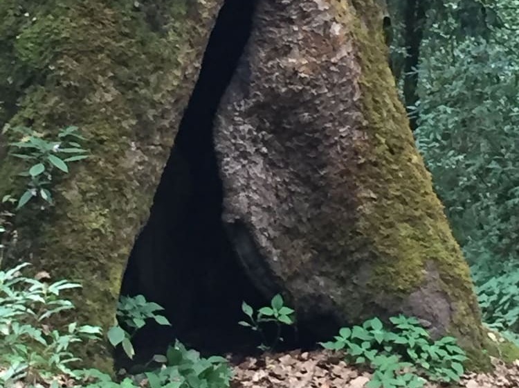 Bouddha Inn Meditation Center