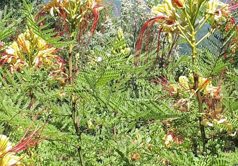 فندق Everest Apart