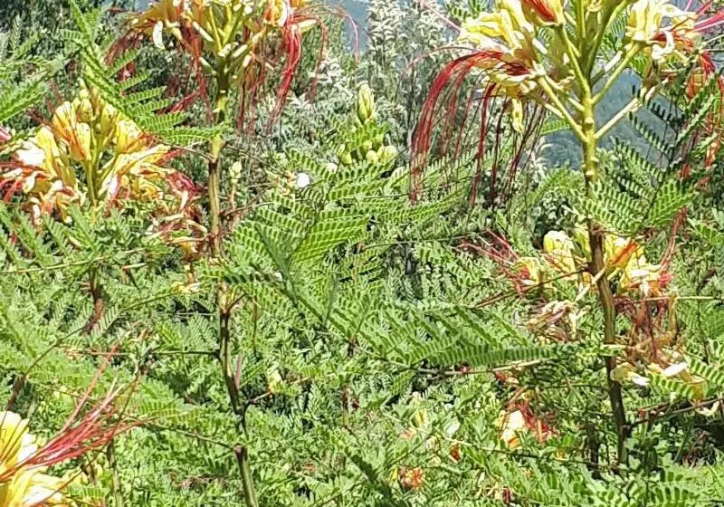 Hotelli Everest Apart