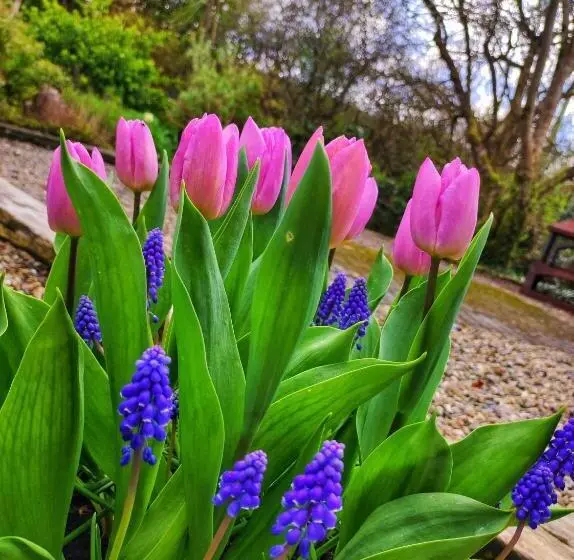 ベッドアンドブレックファースト Apartments At Ballinsheen House & Gardens