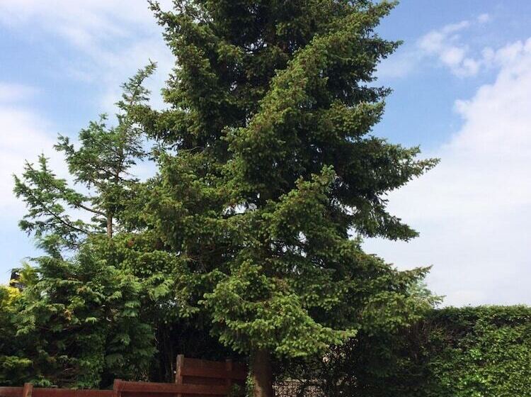 Firtree Bed And Breakfast At Galvelbeg House