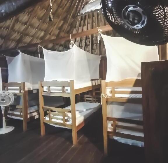 هاستل Primaluna Palomino