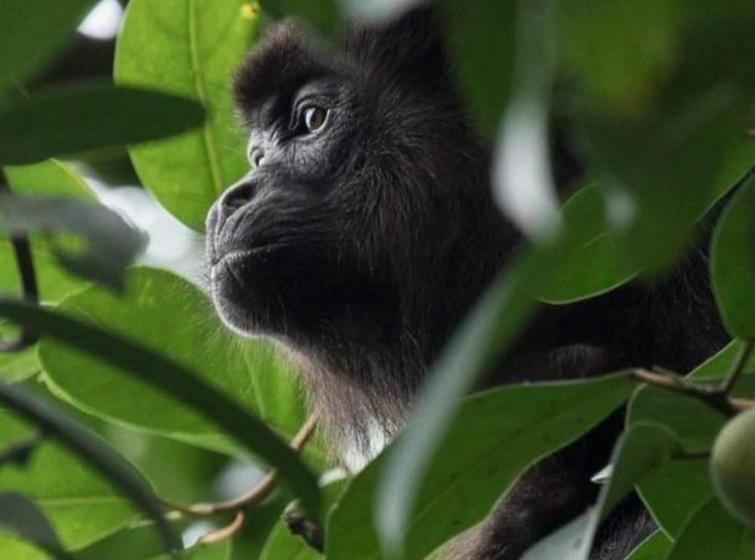 Отель Manuel Antonio Park House Adults Only