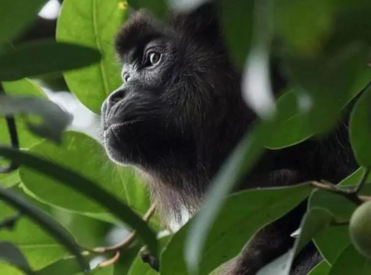 Hotelli Manuel Antonio Park House  Adults Only