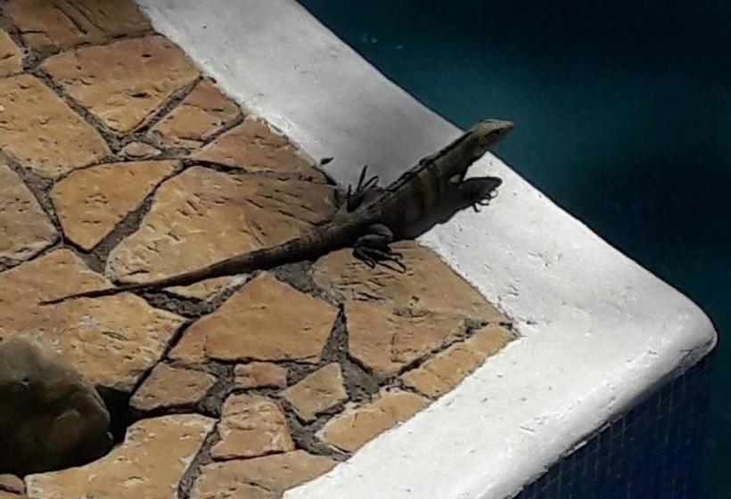 Отель Manuel Antonio Park House Adults Only