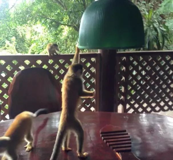 Hotelli Manuel Antonio Park House  Adults Only