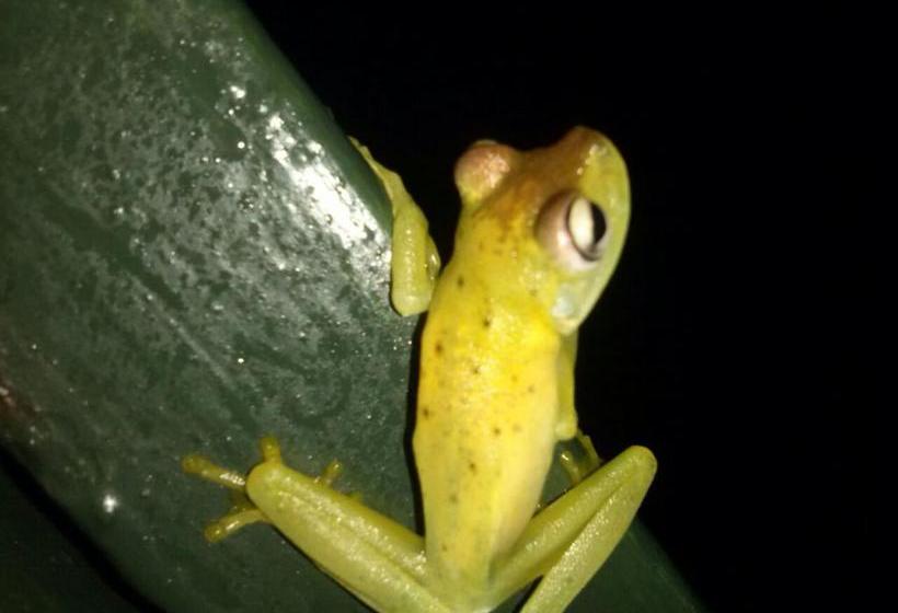 هتل Manuel Antonio Park House Adults Only