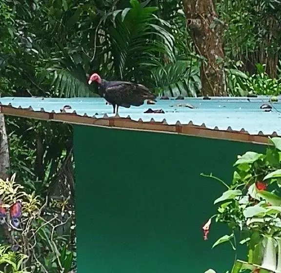 Hotelli Manuel Antonio Park House  Adults Only