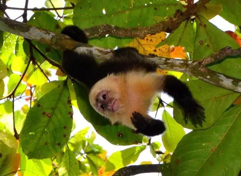 Hotelli Mapi's Cabins