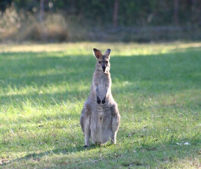 אתר נופש Springwood Meditation Centre 春木禪修渡假中心