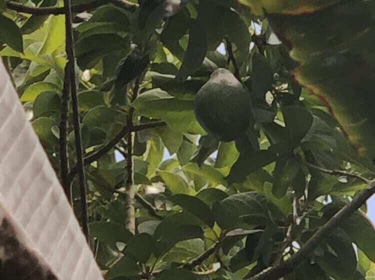 هتل Detente Du Cacique Villa