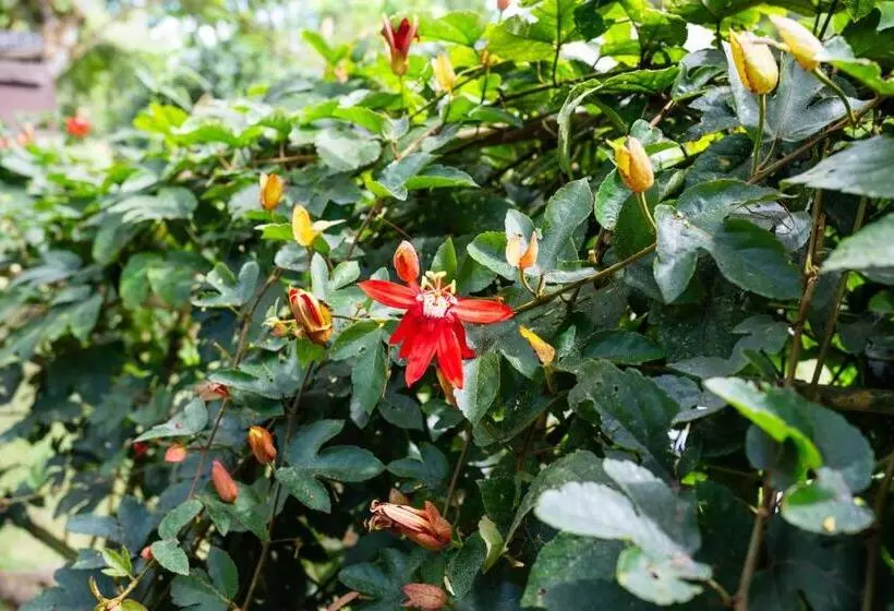 Aamiaismajoitus (B&B) Hospedaje La Naciente